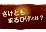 さけともまるひげ とは？